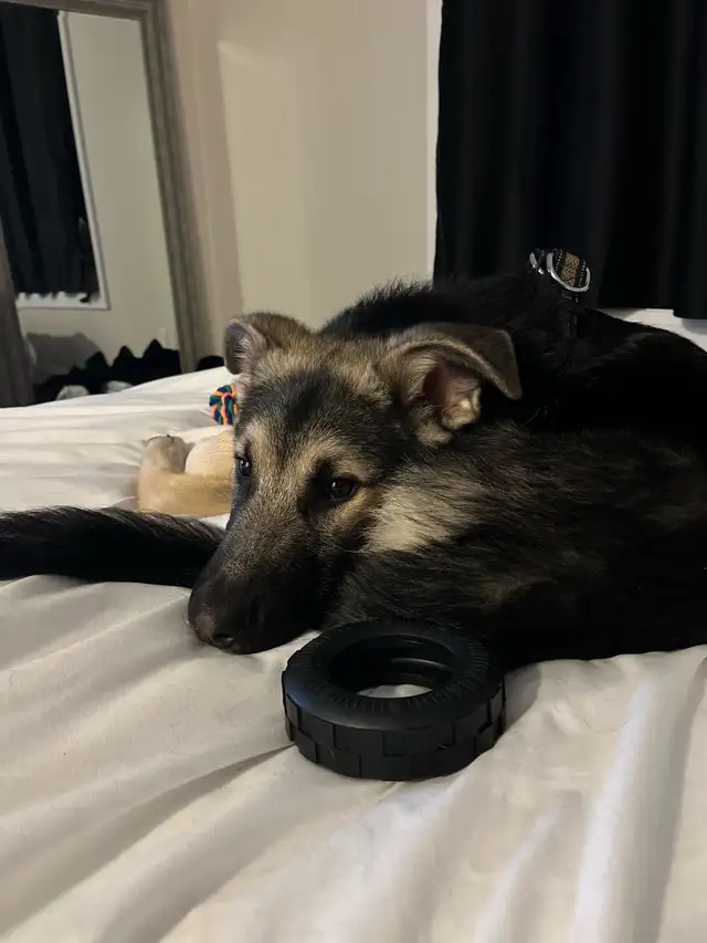German Shepherd free to right home