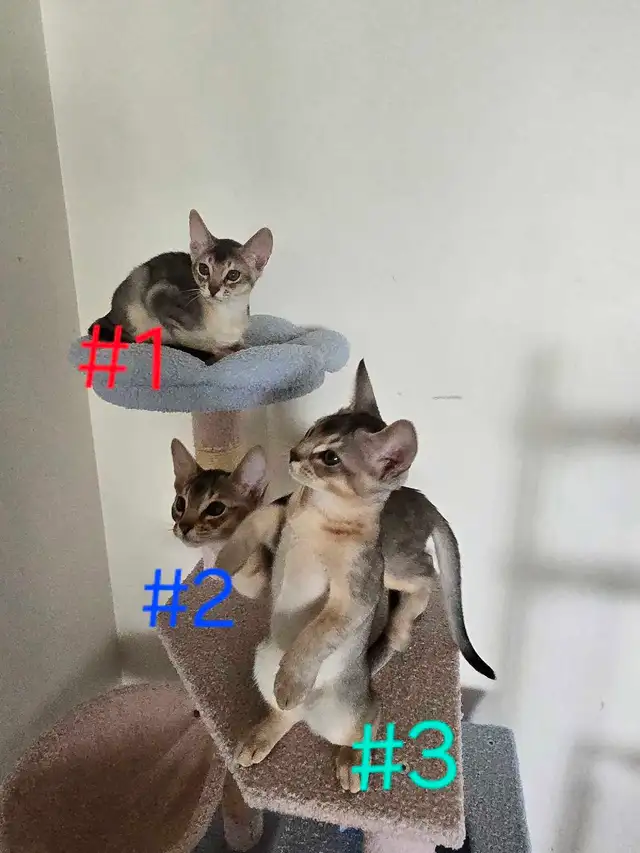 Abyssinian kittens