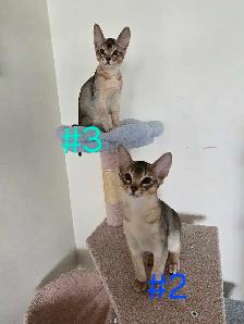 Abyssinian kittens - Photo 3