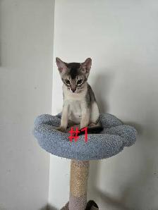 Abyssinian kittens - Photo 4