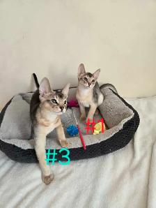 Abyssinian kittens - Photo 5
