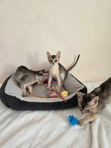 Abyssinian kittens - Photo 6
