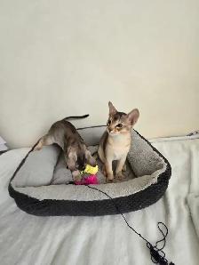 Abyssinian kittens - Photo 7