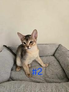 Abyssinian kittens - Photo 8