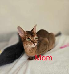 Abyssinian kittens - Photo 9