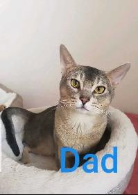Abyssinian kittens - Photo 10