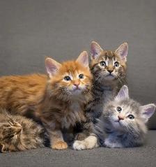 MaineCoon 2 month old kittens
