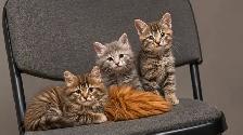 MaineCoon 2 month old kittens - Photo 2