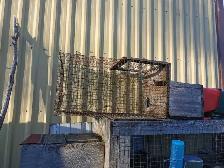 FREE    Cages all sizes FREE - Photo 4
