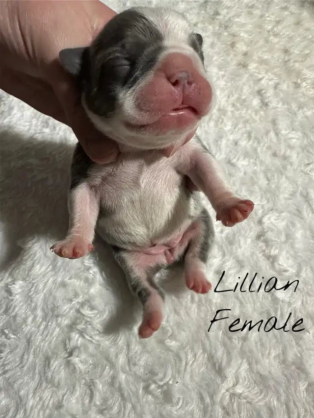 FRENCHTON PUPPIES FOR SALE