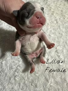 FRENCHTON PUPPIES FOR SALE