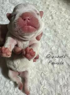 FRENCHTON PUPPIES FOR SALE - Photo 2