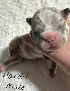 FRENCHTON PUPPIES FOR SALE - Photo 3