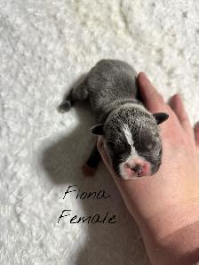 FRENCHTON PUPPIES FOR SALE - Photo 4