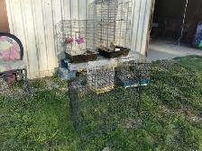 Cage Clearance  $20 each