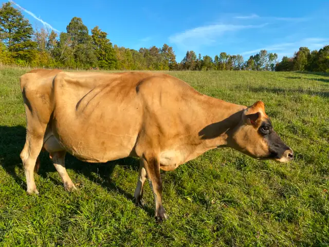 Jersey milk cow