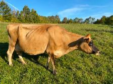 Jersey milk cow
