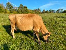 Jersey milk cow - Photo 2
