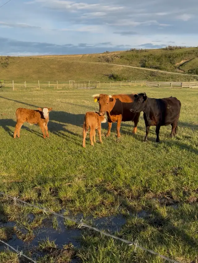 Dexter x Angus pairs