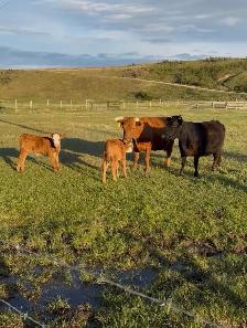 Dexter x Angus pairs
