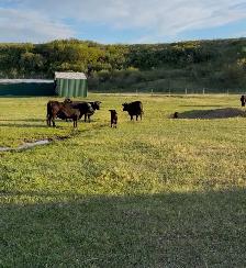 Dexter x Angus pairs - Photo 2