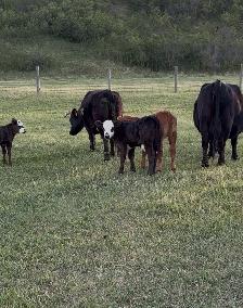 Dexter x Angus pairs - Photo 3