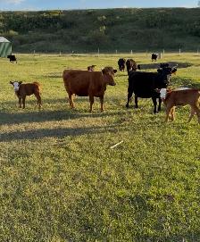 Dexter x Angus pairs - Photo 4