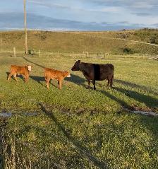 Dexter x Angus pairs - Photo 6