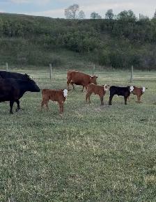 Dexter x Angus pairs - Photo 7