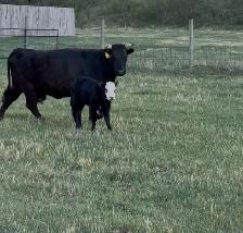 Dexter x Angus pairs - Photo 8