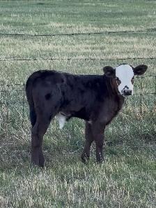 Dexter x Angus pairs - Photo 9