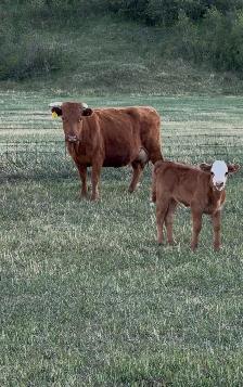 Dexter x Angus pairs - Photo 10