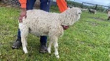 udhiya / Qurbani animals available starting from $500 and up
