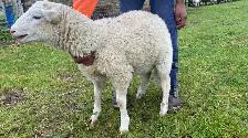 udhiya / Qurbani animals available starting from $500 and up - Photo 2