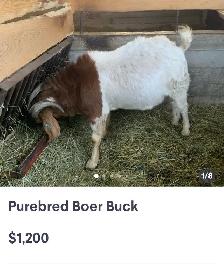 udhiya / Qurbani animals available starting from $500 and up - Photo 3