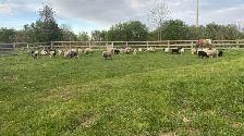 udhiya / Qurbani animals available starting from $500 and up - Photo 4