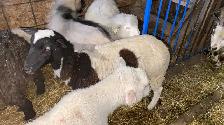 udhiya / Qurbani animals available starting from $500 and up - Photo 5
