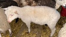 udhiya / Qurbani animals available starting from $500 and up - Photo 6