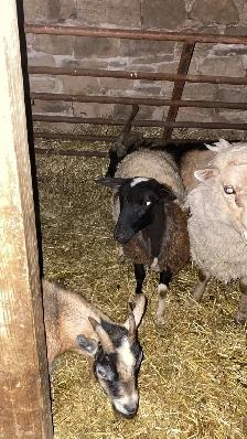 udhiya / Qurbani animals available starting from $500 and up - Photo 7