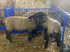 udhiya / Qurbani animals available starting from $500 and up - Photo 8