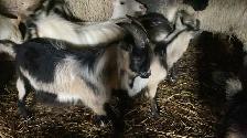 udhiya / Qurbani animals available starting from $500 and up - Photo 9