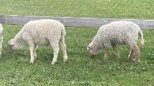 udhiya / Qurbani animals available starting from $500 and up - Photo 10