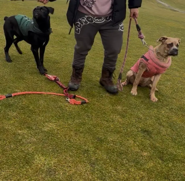 cane corso