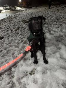 cane corso - Photo 2