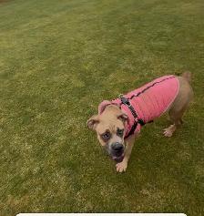 cane corso - Photo 3