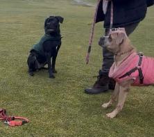 cane corso - Photo 4