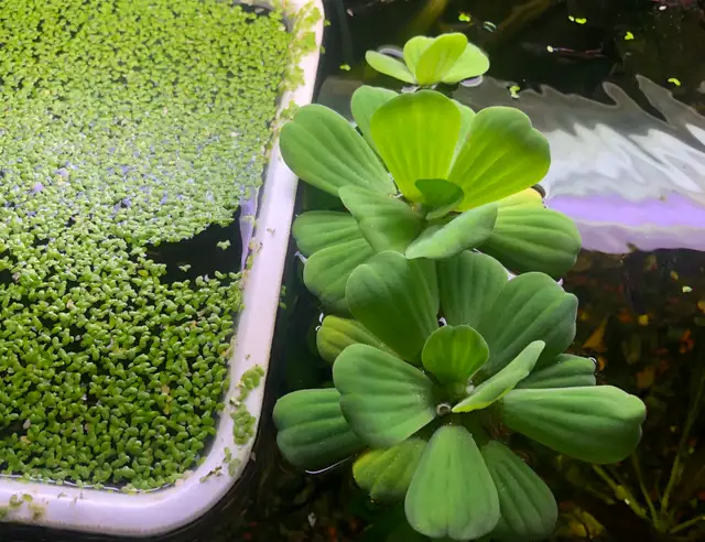 poisson et plantes d’aquarium