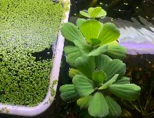poisson et plantes d’aquarium