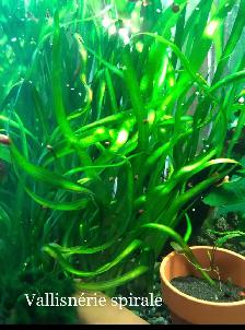 poisson et plantes d’aquarium - Photo 2