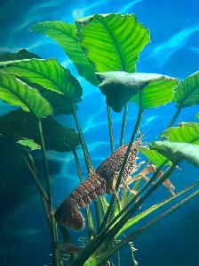 poisson et plantes d’aquarium - Photo 3